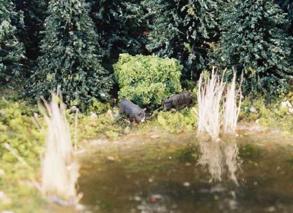 Wildschweine
