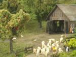 kleine Schafherde auf dem Weg zur Wiese