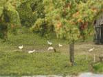 Gänse auf der Wiese